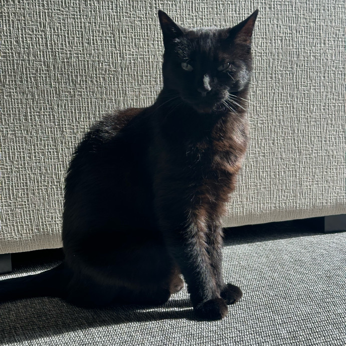 Bianca's Cat-Tastic Care photo 2