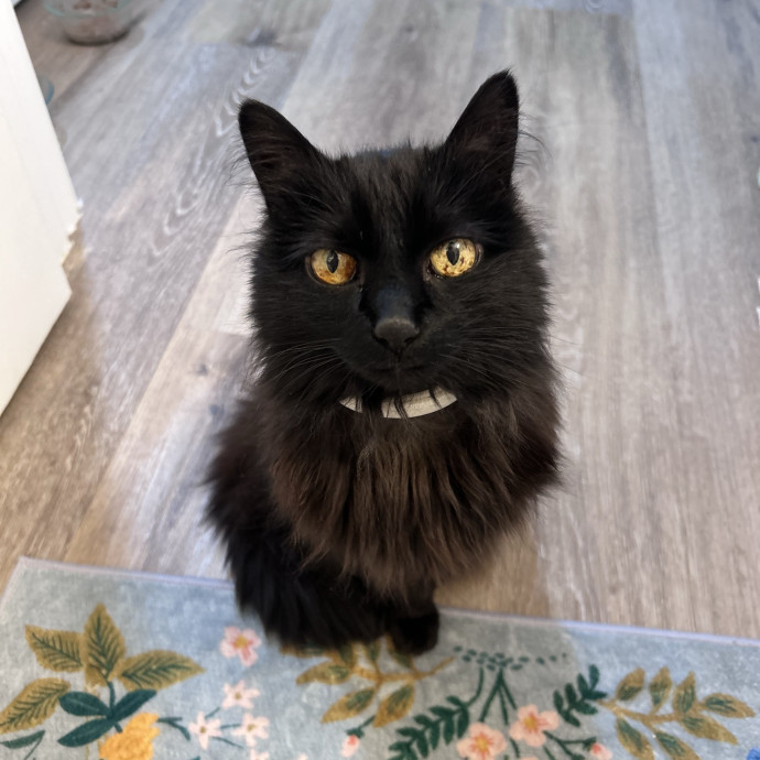 Looking For The Purrfect Cat Sitter