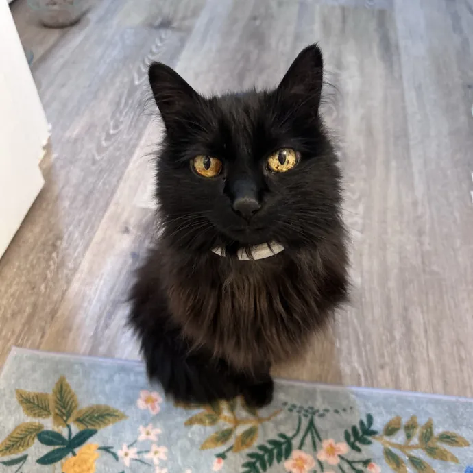 Kat S.