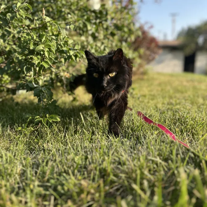 Kat S.