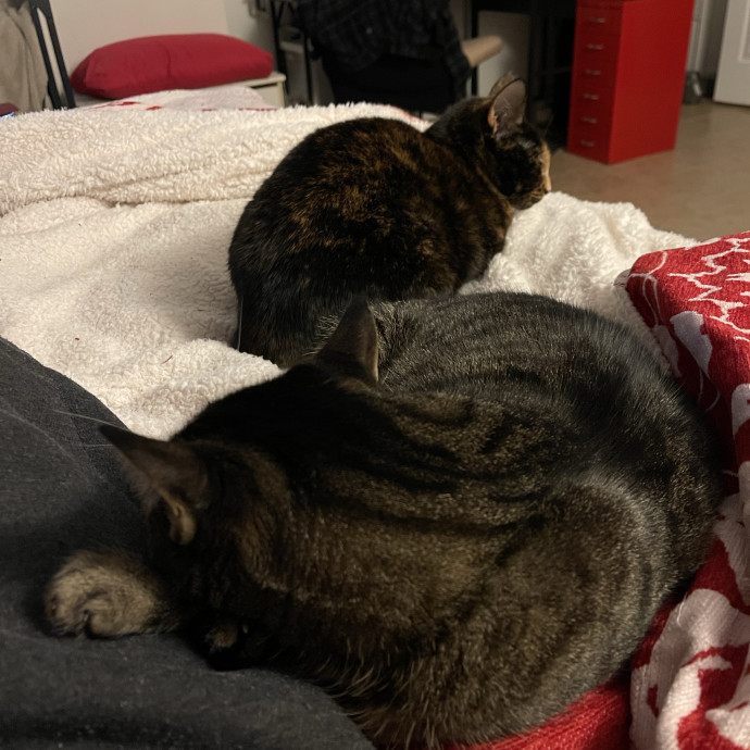 Christopher C To Care For Kitties photo 3