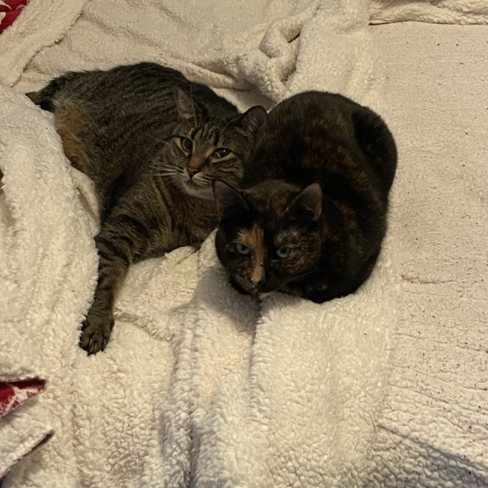 Christopher C To Care For Kitties photo 2