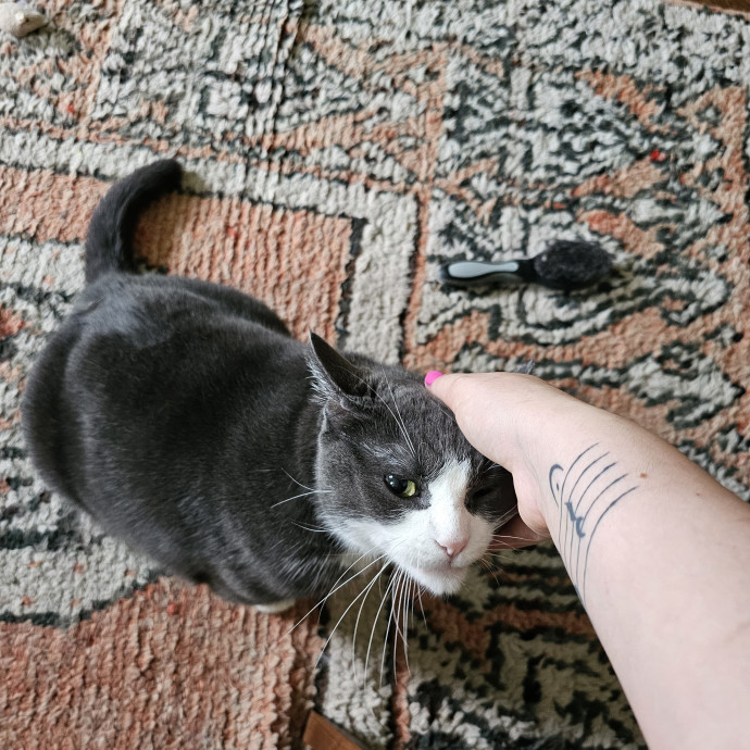 Lindsay's Cat Sitting Service