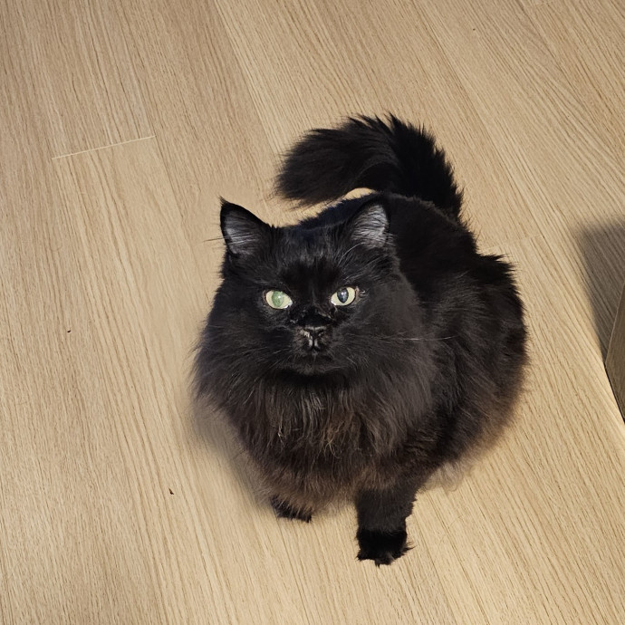 Lindsay's Cat Sitting Service
