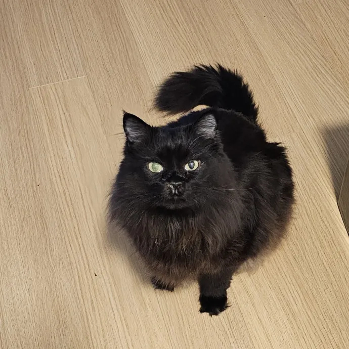 Lindsay's Cat Sitting Service