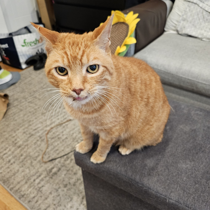 Lindsay's Cat Sitting Service