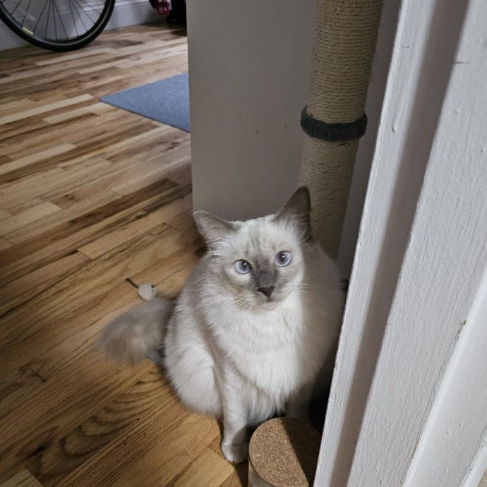Lindsay's Cat Sitting Service