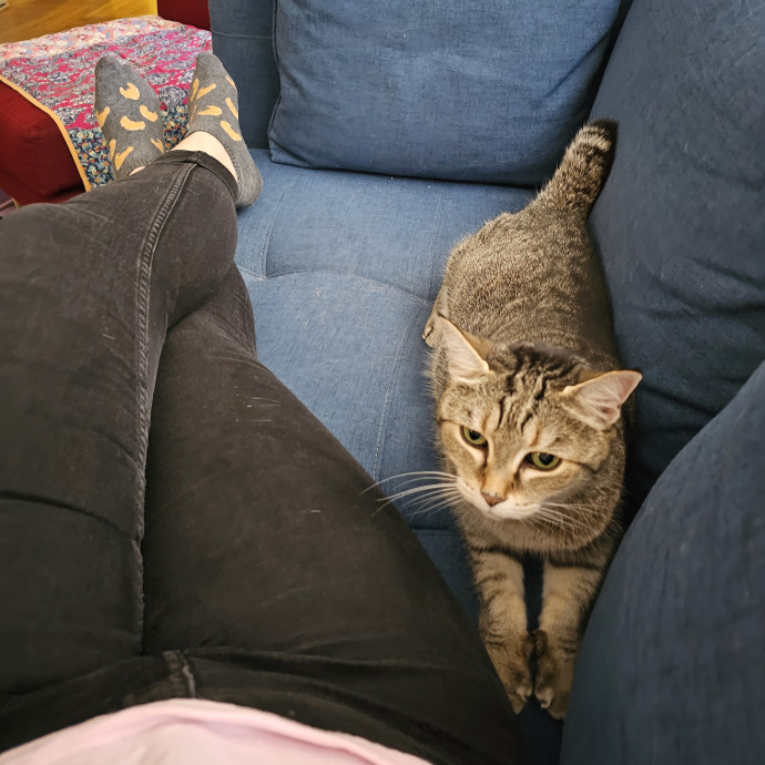 Lindsay's Cat Sitting Service photo 3