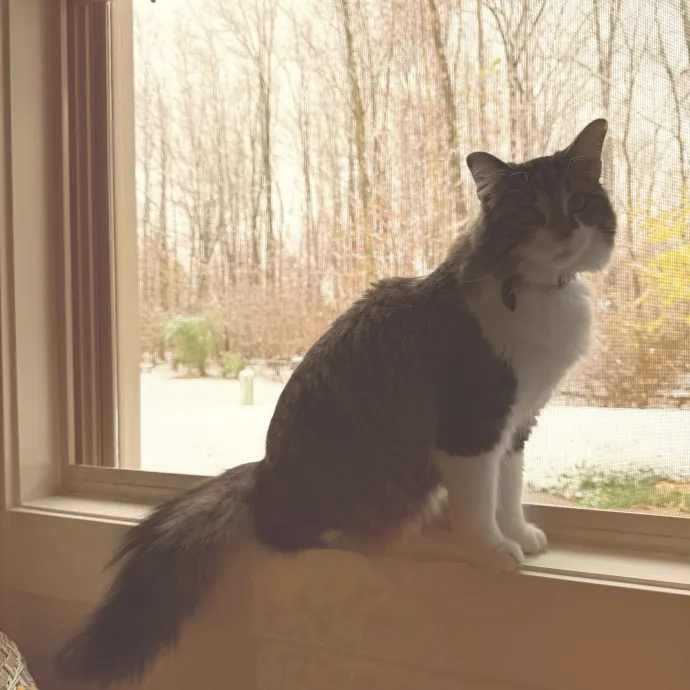Nyssa M.