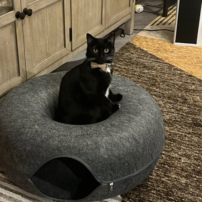 Every Feline's Number One Fan