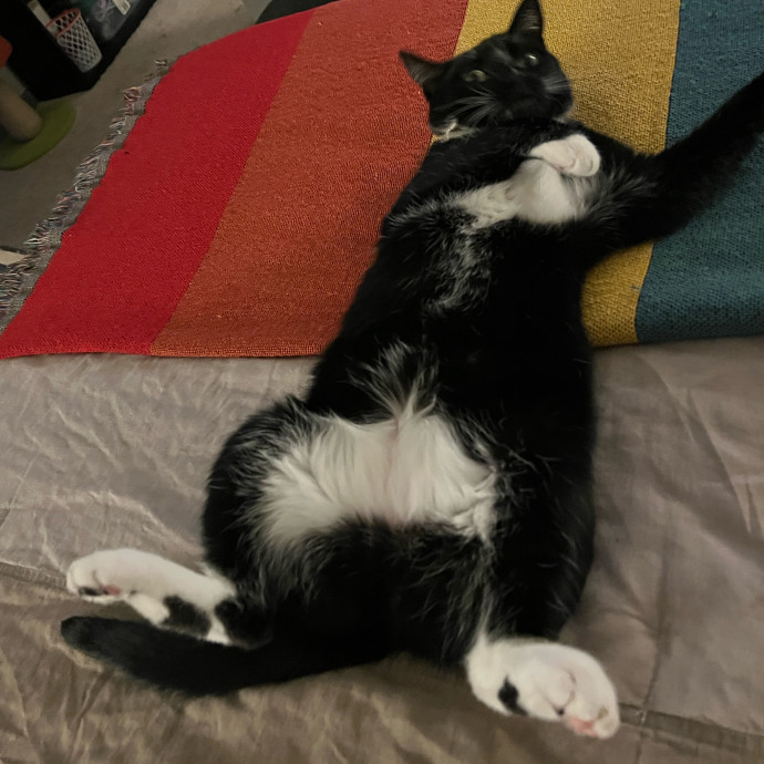 Every Feline's Number One Fan