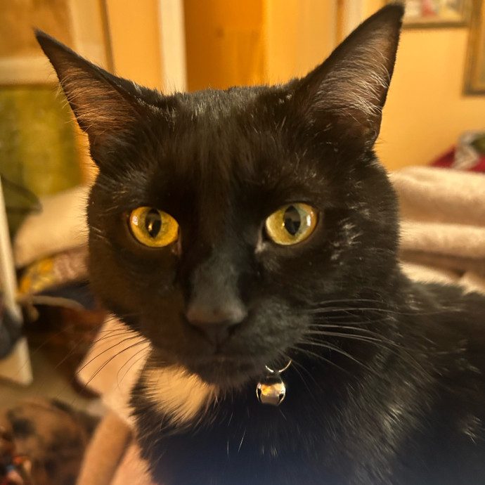 Every Feline's Number One Fan