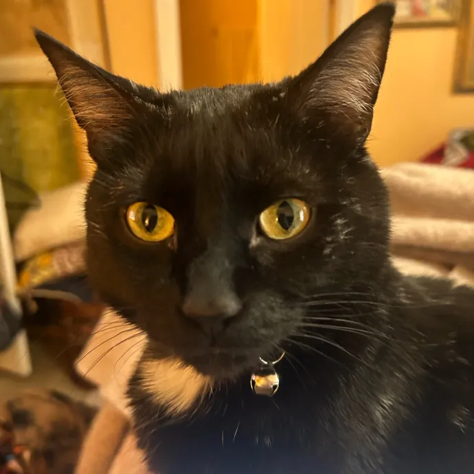 Every Feline's Number One Fan