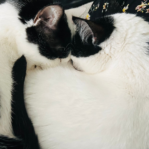 The Neighborhood Cat Lady Cat Care