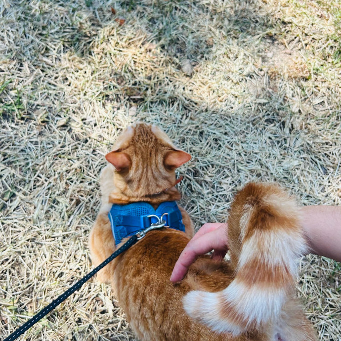 The Neighborhood Cat Lady Cat Care photo 2