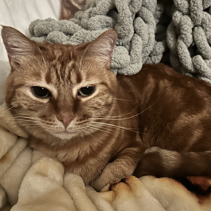 The Cat Curator