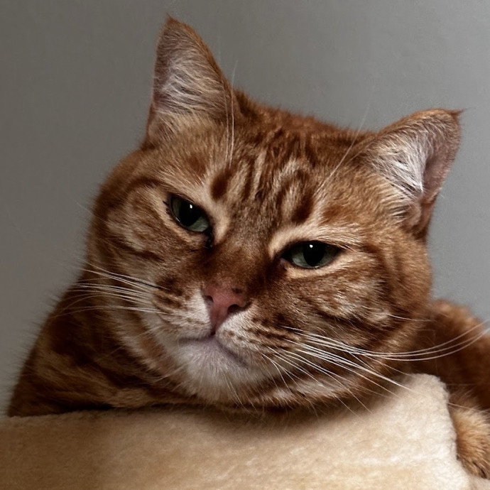 The Cat Curator photo 3