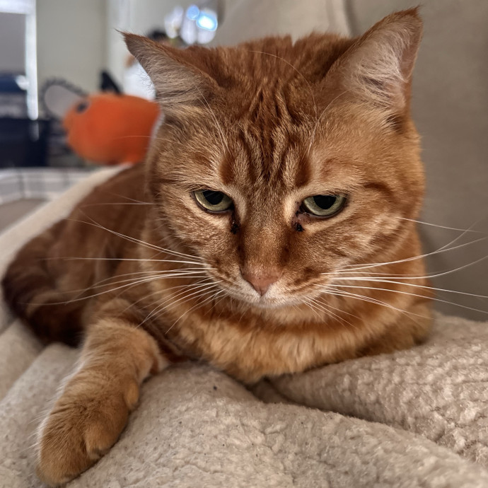 The Cat Curator photo 2