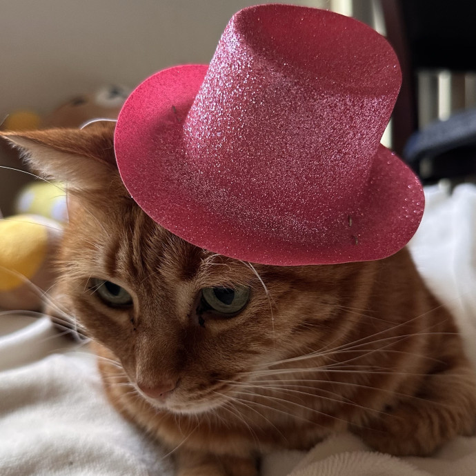 The Cat Curator photo 3