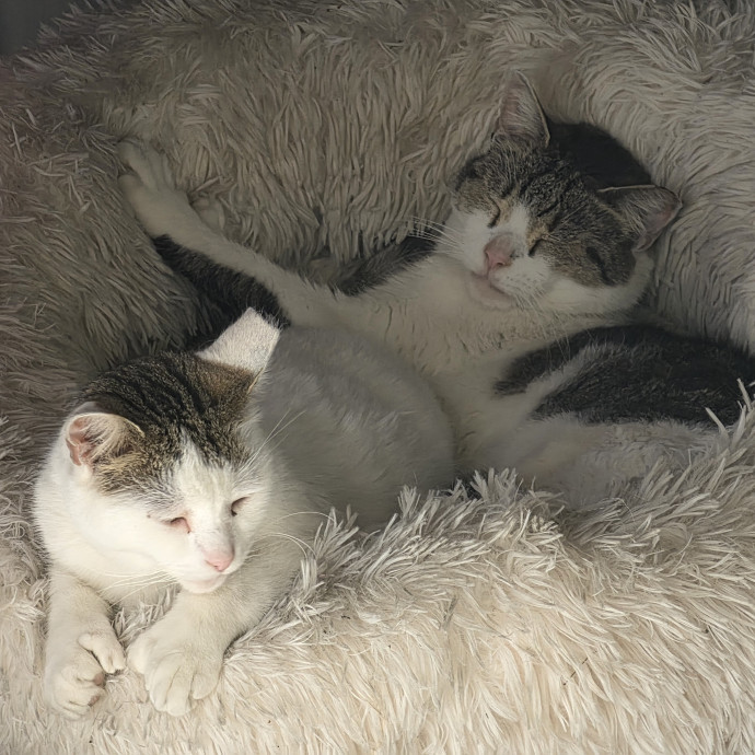 Calm Care For All Kinds Of Cats