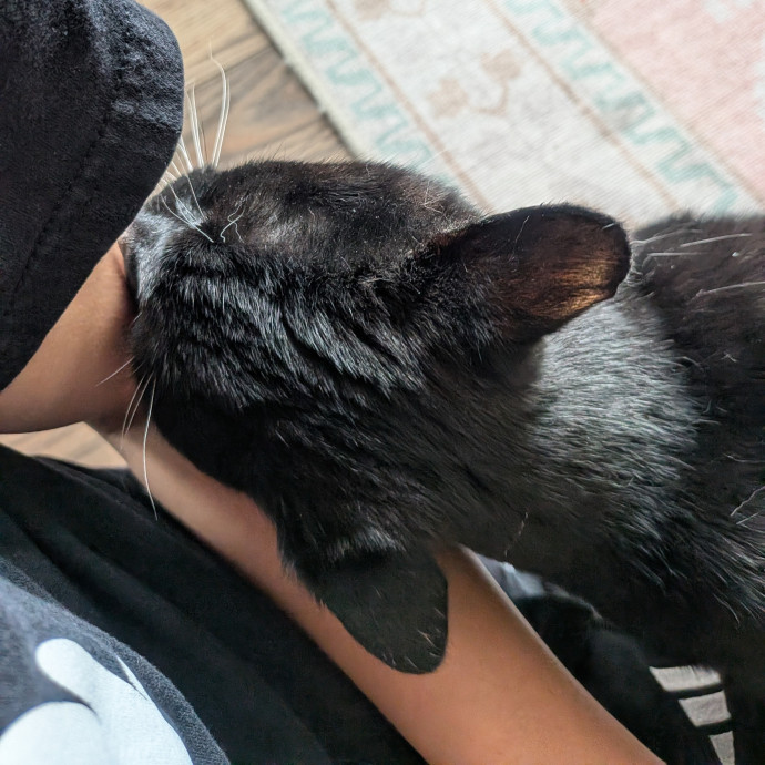 Calm Care For All Kinds Of Cats photo 3