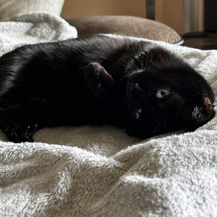 Caring For Your Cats With Love