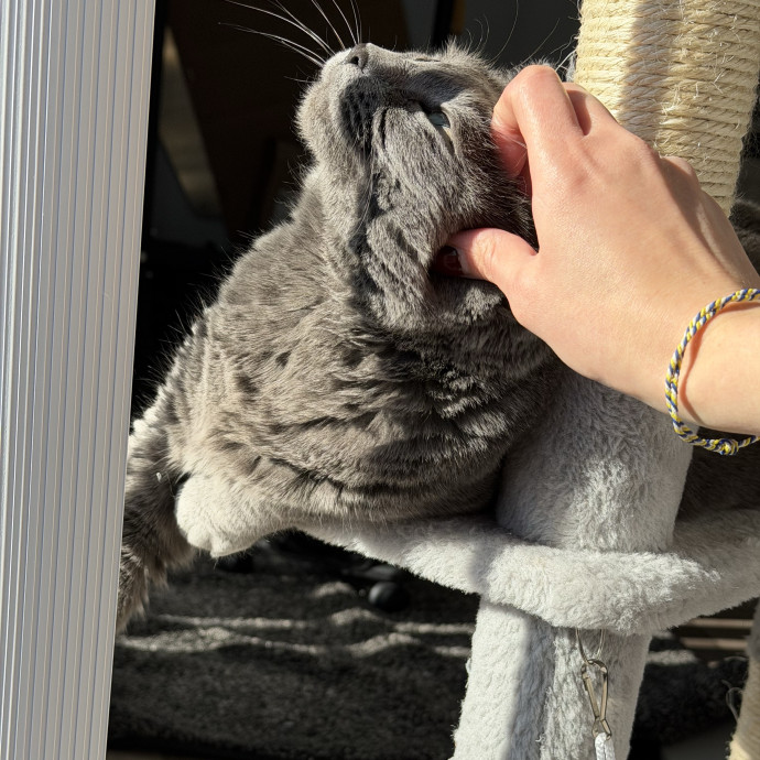 Caring For Your Cats With Love