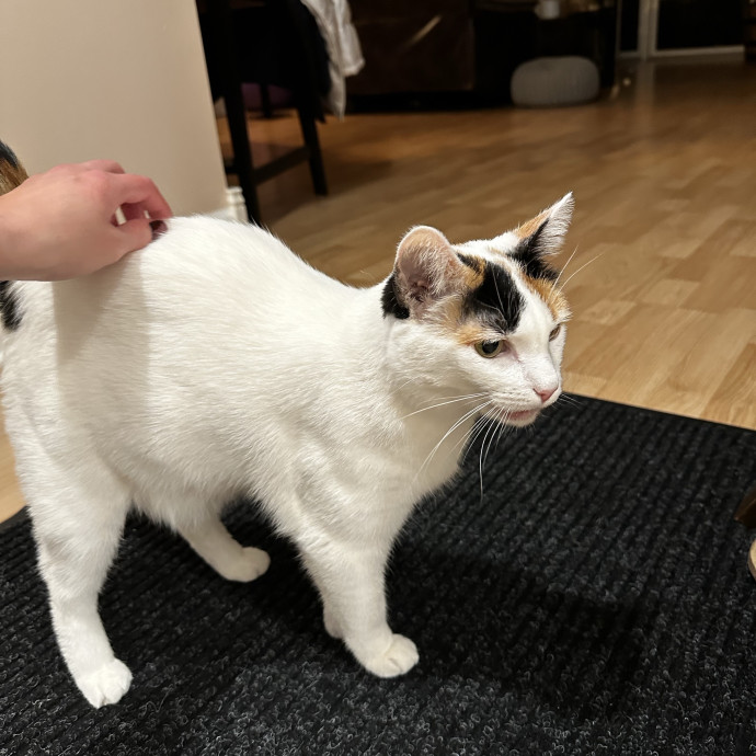 Caring For Your Cats With Love