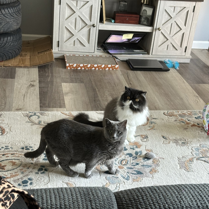Caring For Your Cats With Love