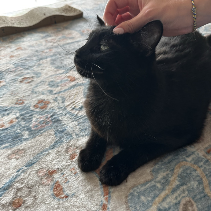 Caring For Your Cats With Love