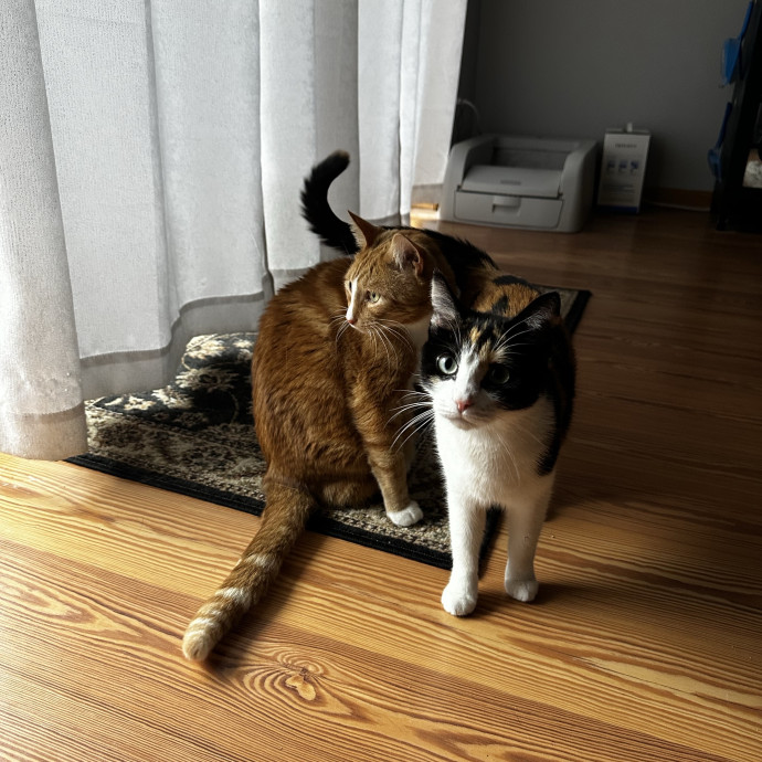 Caring For Your Cats With Love photo 3