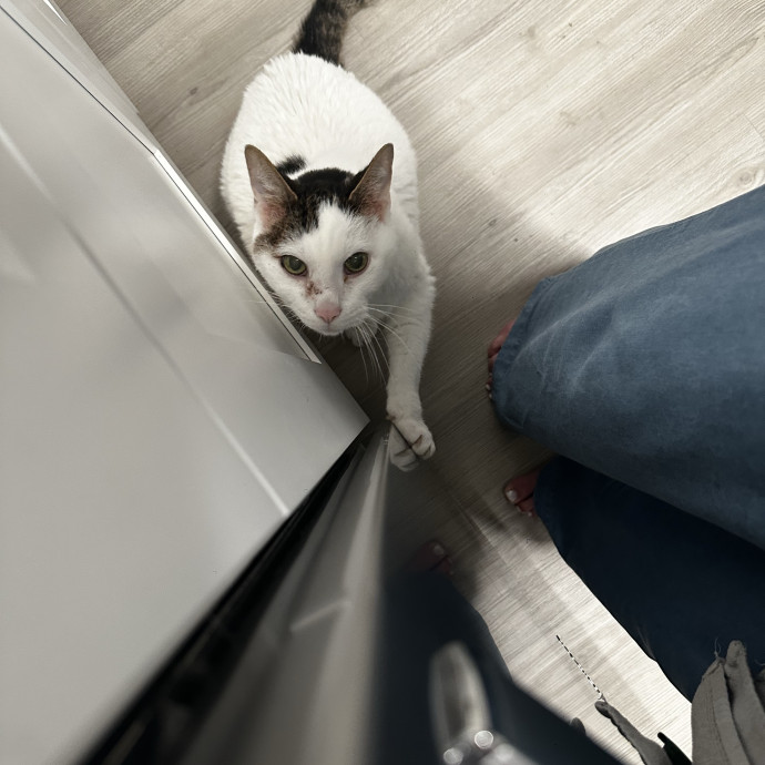 Caring For Your Cats With Love photo 2