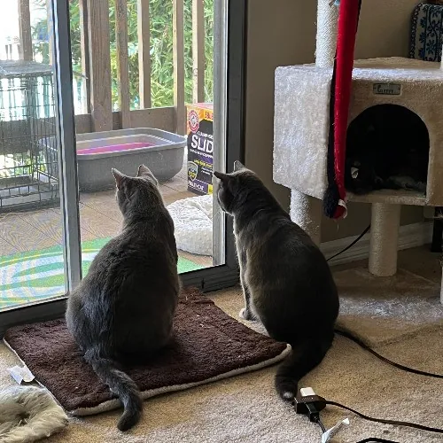 Adventures In Orange County California Kitty-Sitting