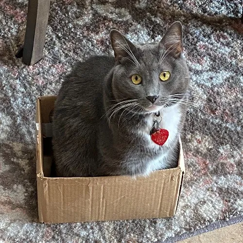 Adventures In Orange County California Kitty-Sitting