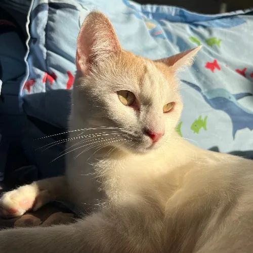 Adventures In Orange County California Kitty-Sitting