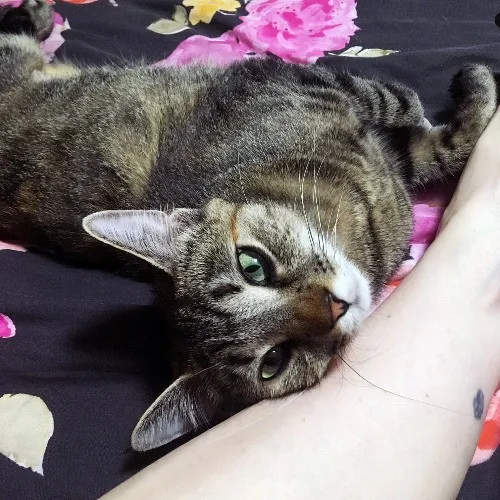 Adventures In Orange County California Kitty-Sitting