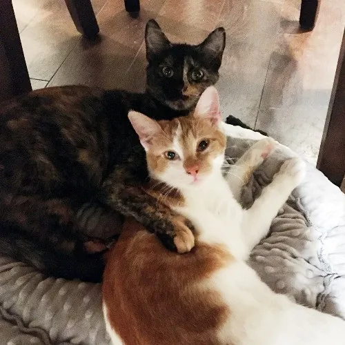 Adventures In Orange County California Kitty-Sitting