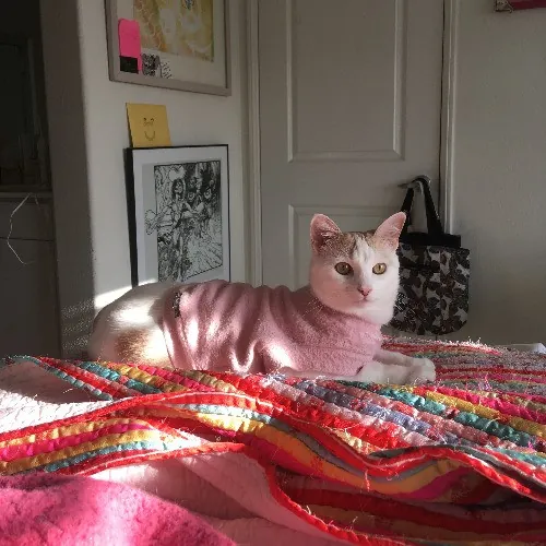 Adventures In Orange County California Kitty-Sitting