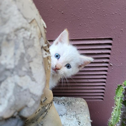 Adventures In Orange County California Kitty-Sitting