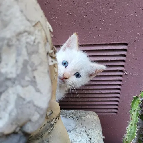 Adventures In Orange County California Kitty-Sitting