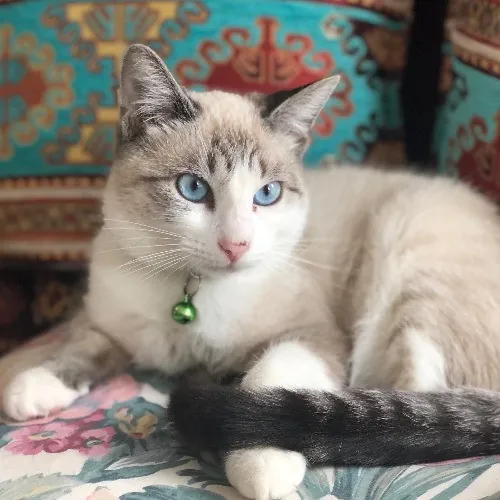 Adventures In Orange County California Kitty-Sitting