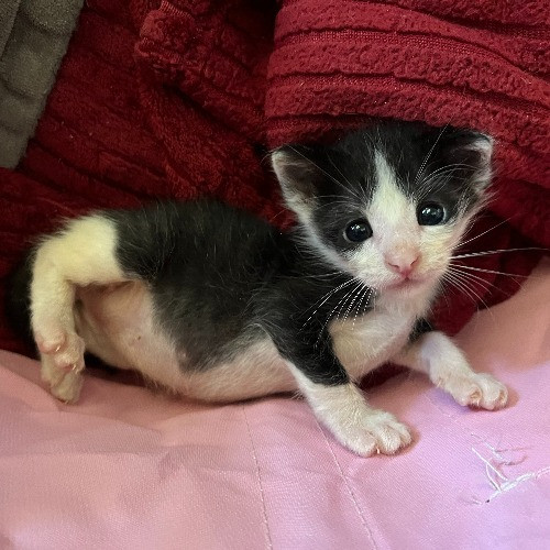 Adventures In Orange County California Kitty-Sitting