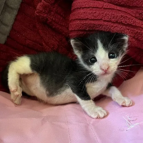 Adventures In Orange County California Kitty-Sitting