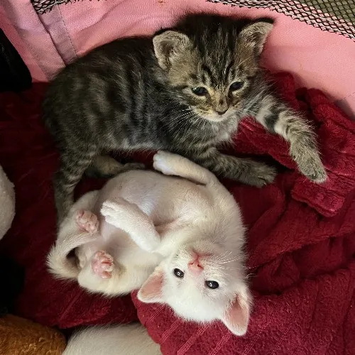 Adventures In Orange County California Kitty-Sitting