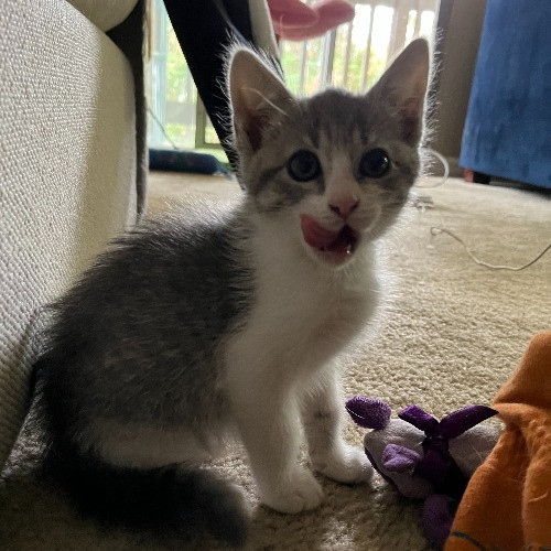Adventures In Orange County California Kitty-Sitting