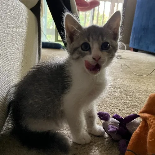 Adventures In Orange County California Kitty-Sitting