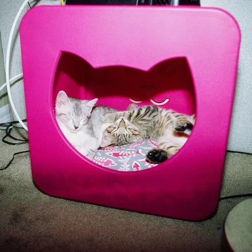 Adventures In Orange County California Kitty-Sitting