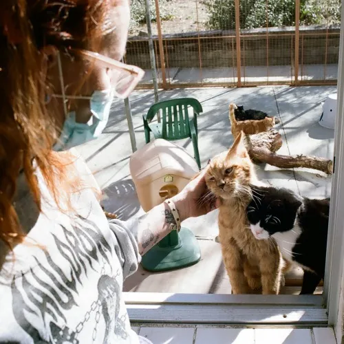 Adventures In Orange County California Kitty-Sitting