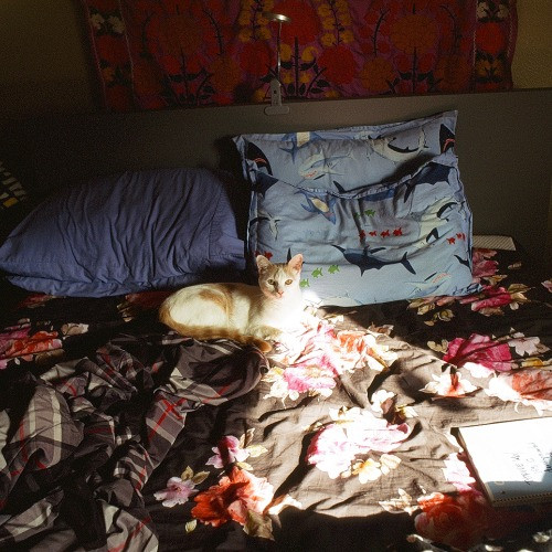 Adventures In Orange County California Kitty-Sitting