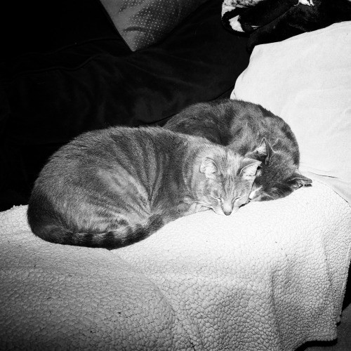 Adventures In Orange County California Kitty-Sitting